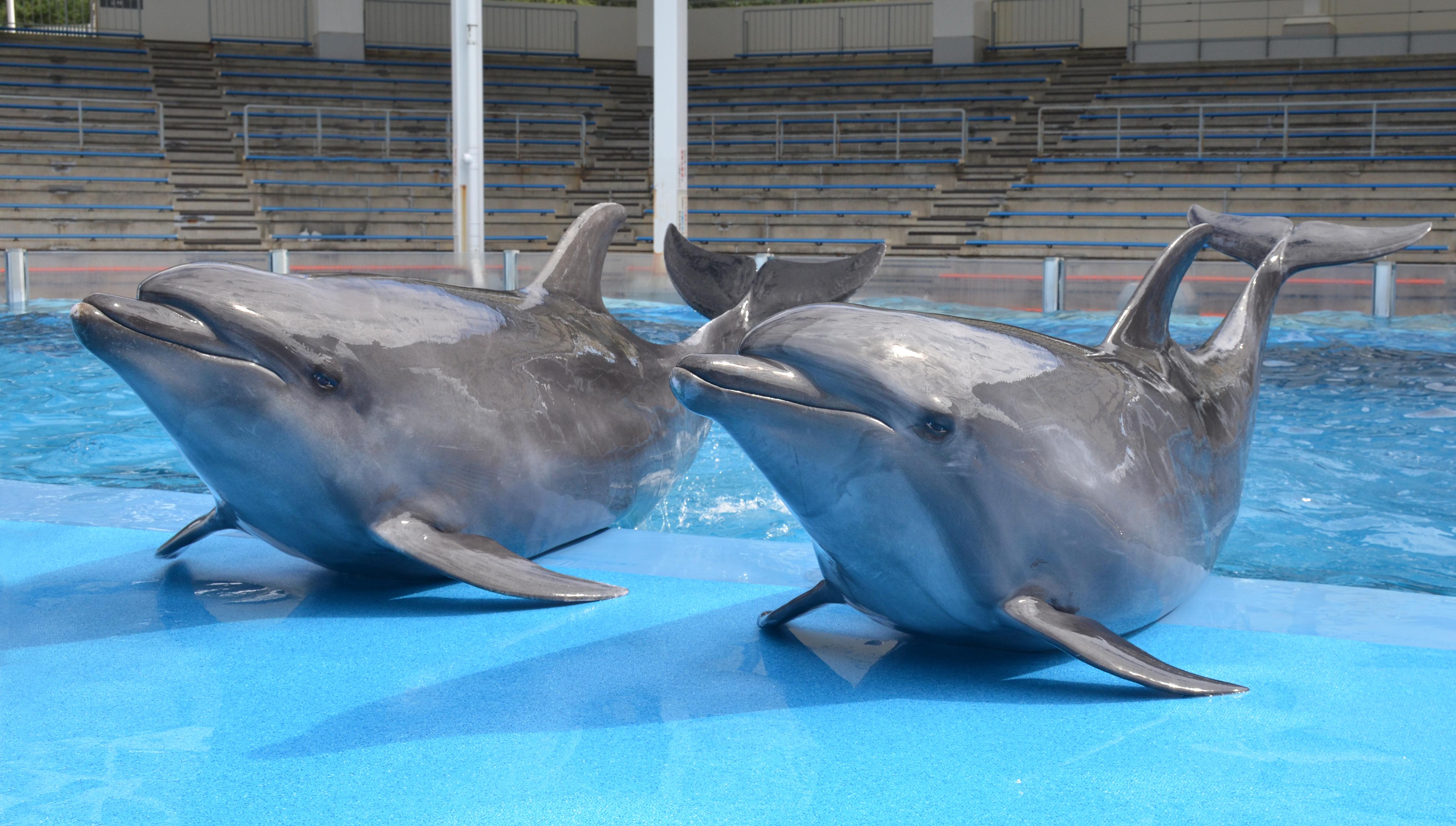いきもの | マリンピア日本海からのお知らせ | 新潟市水族館