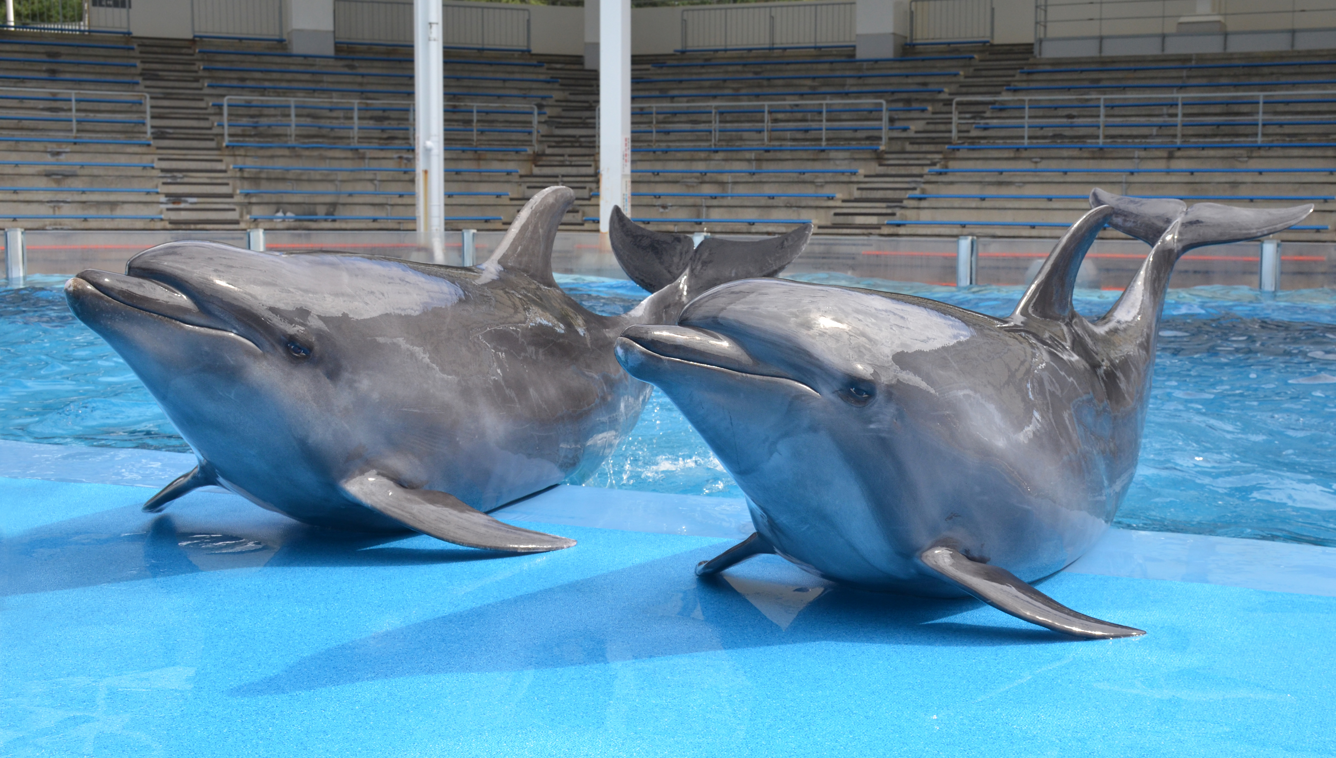マリンピア日本海からのお知らせ | 新潟市水族館 マリンピア日本海