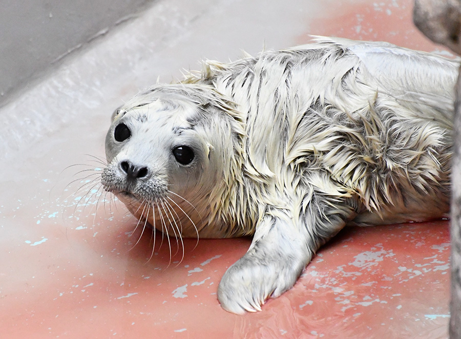 2ページ目 | マリンピア日本海からのお知らせ | 新潟市水族館