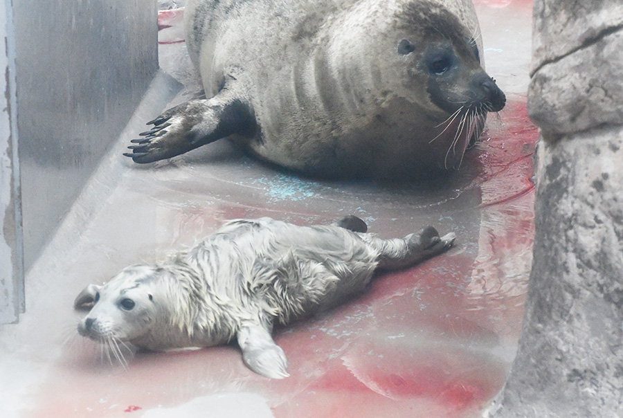 3ページ目 | マリンピア日本海からのお知らせ | 新潟市水族館