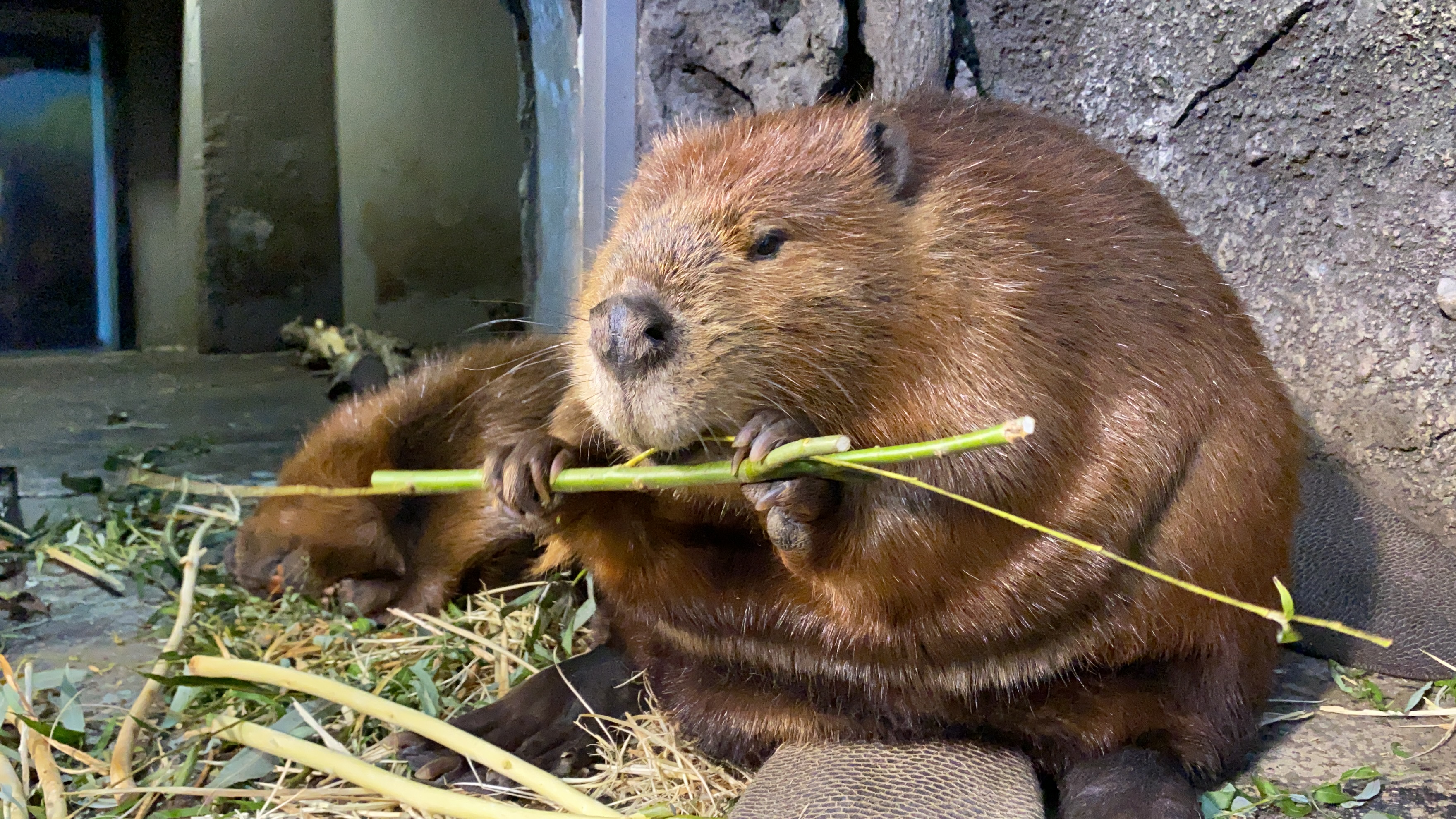 アメリカビーバー(愛称ナゴミ)の死亡について | お知らせ | マリンピア