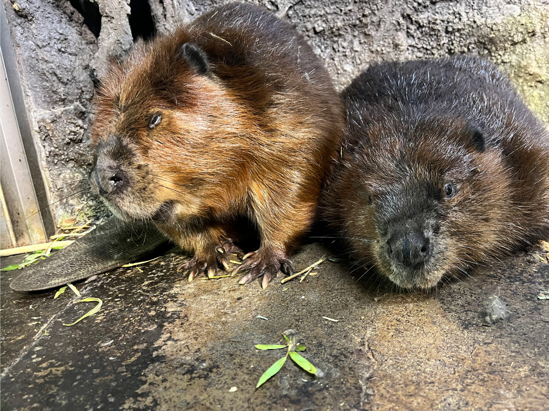 3ページ目 | マリンピア日本海からのお知らせ | 新潟市水族館