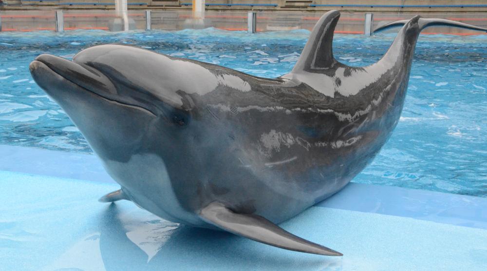 ハンドウイルカ(愛称ラン)の死亡について | お知らせ | マリンピア日本