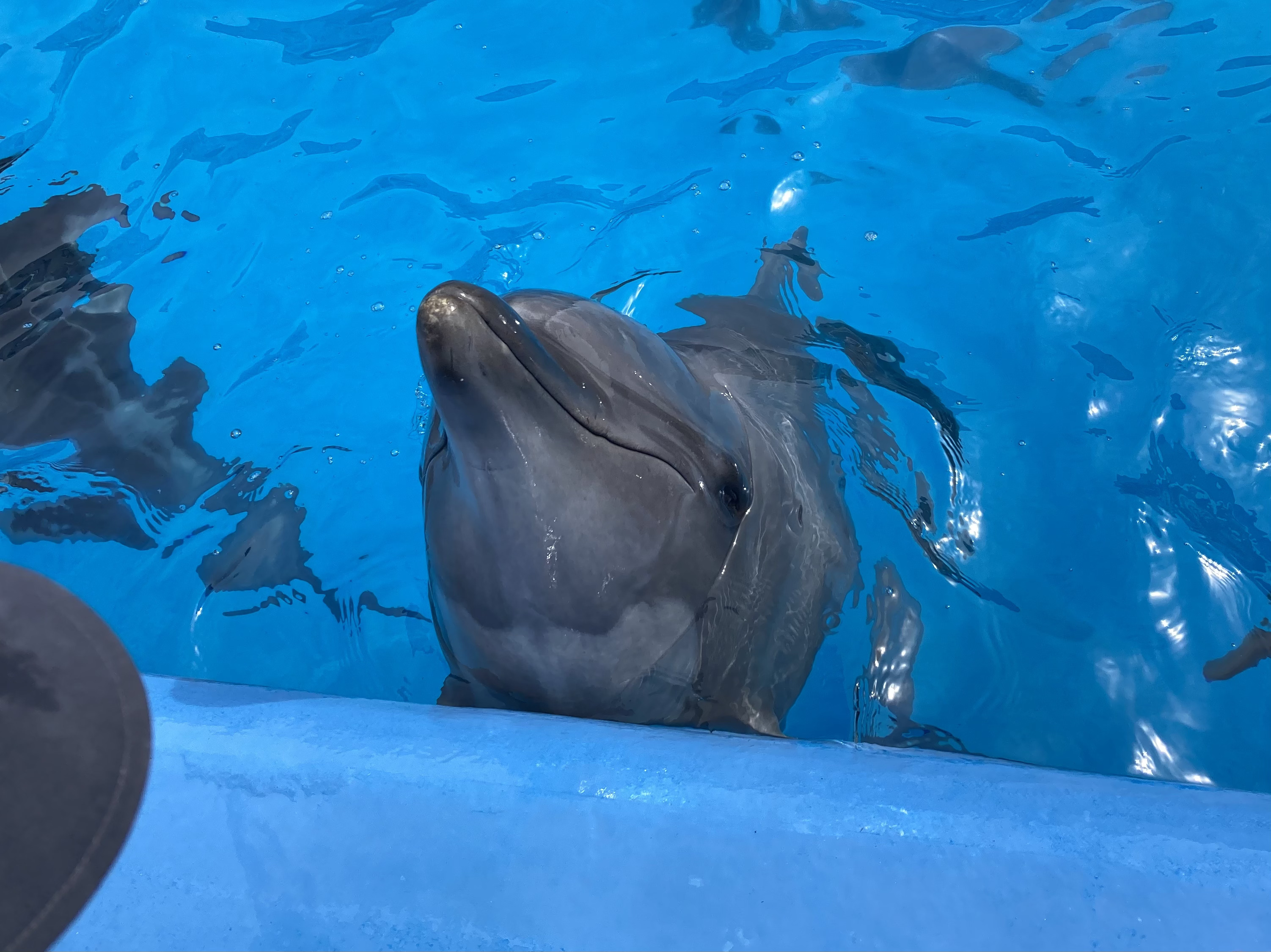 ハンドウイルカ(愛称ラン)の死亡について | お知らせ | マリンピア日本