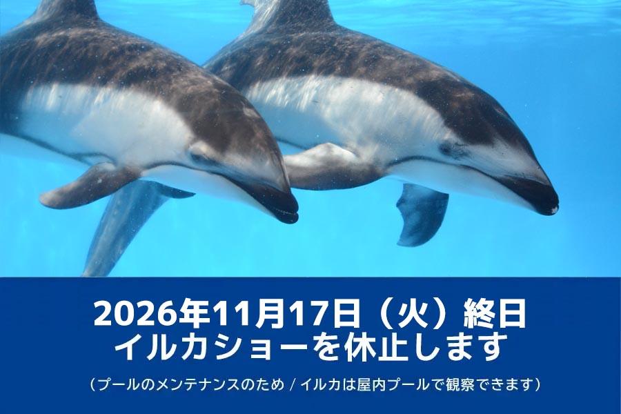 11月17日（火）イルカショーを休止します | お知らせ | マリンピア日本