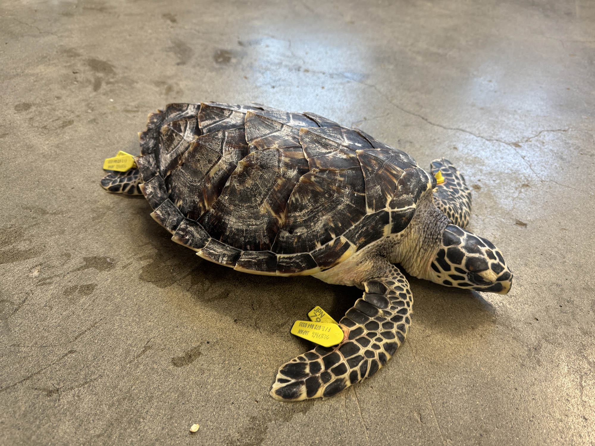 いきもの | マリンピア日本海からのお知らせ | 新潟市水族館