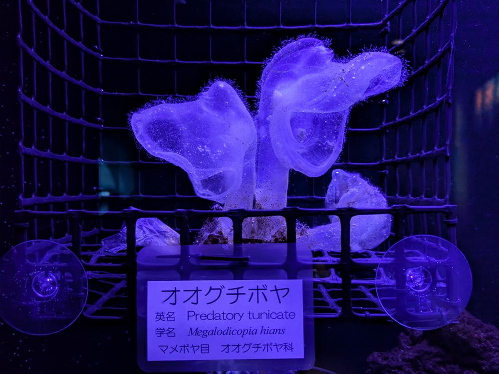 オオグチボヤを展示しています(展示終了しました) | みどころ情報