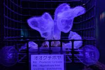 オオグチボヤを展示しています(展示終了しました) | みどころ情報