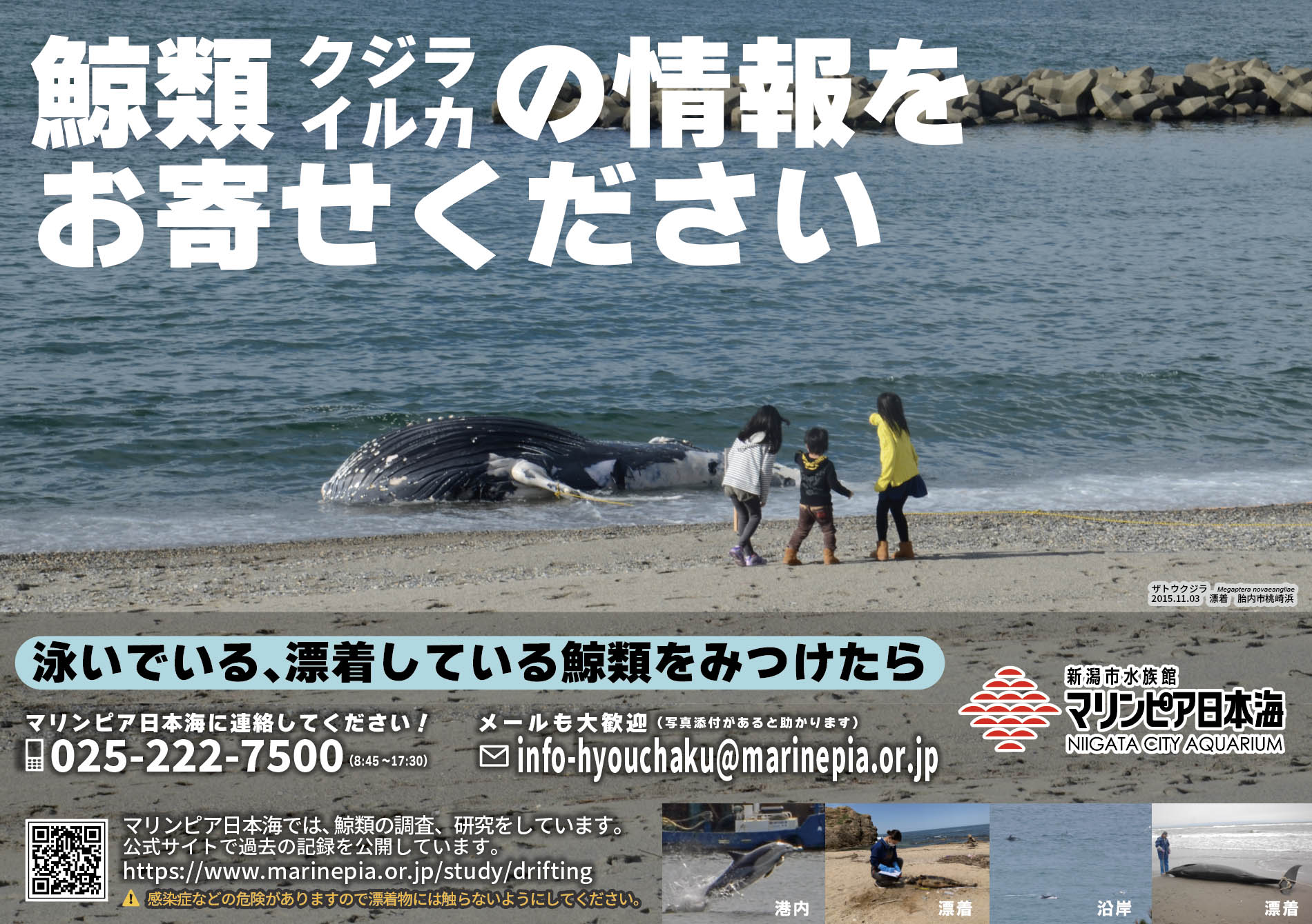 鯨類（クジラ・イルカ）の情報をお寄せください | みどころ情報 | 新潟