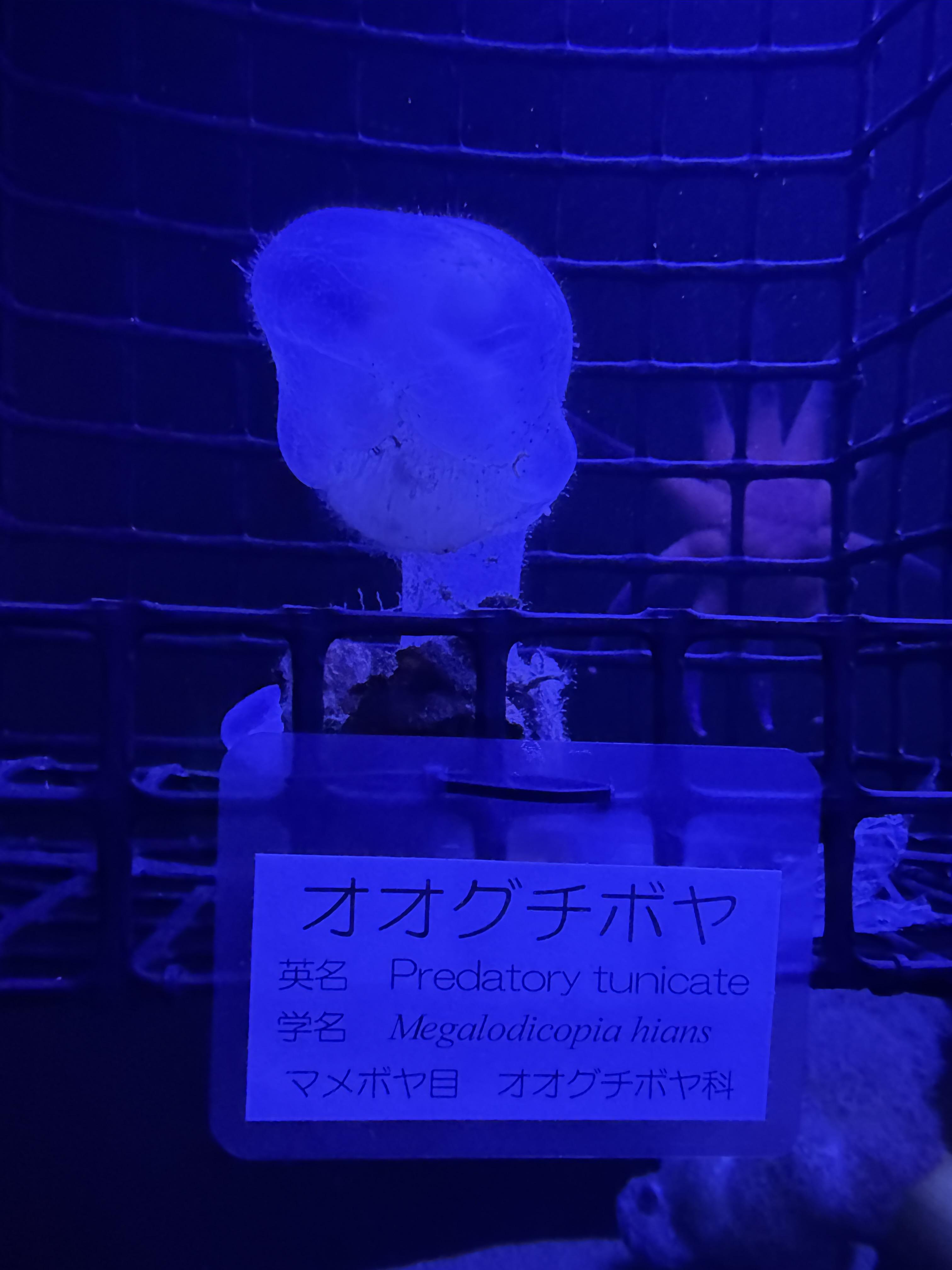 みどころ情報 | 新潟市水族館 マリンピア日本海