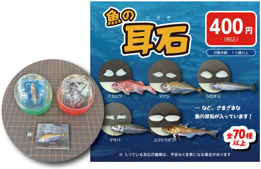 魚の耳石展 2025年12月20日～ | マリンピア日本海の体験・学習イベント