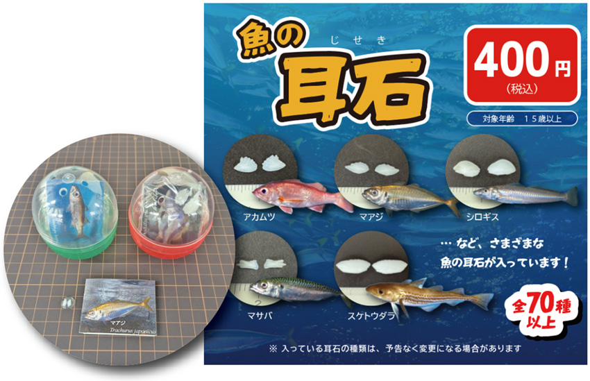 魚の耳石展 2025年12月20日～ | マリンピア日本海の体験・学習イベント