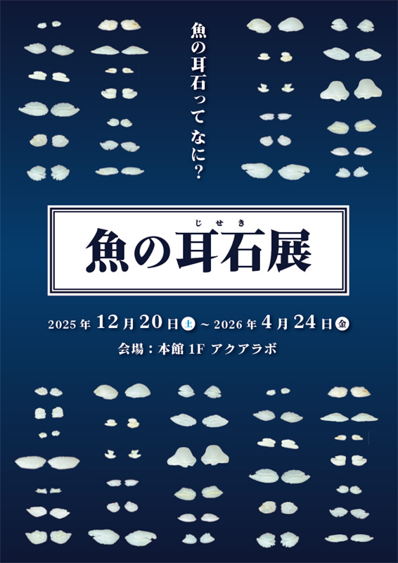 魚の耳石展 2025年12月20日～ | マリンピア日本海の体験・学習イベント