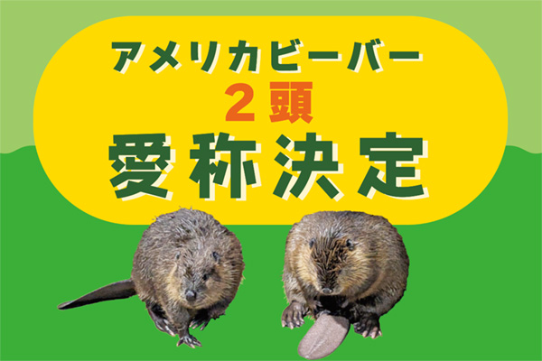 アメリカビーバー2頭 愛称決定！ | マリンピア日本海の体験・学習