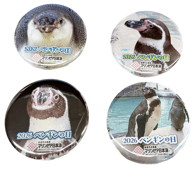 ペンギンの日 4/25～5/22 | マリンピア日本海の体験・学習イベント