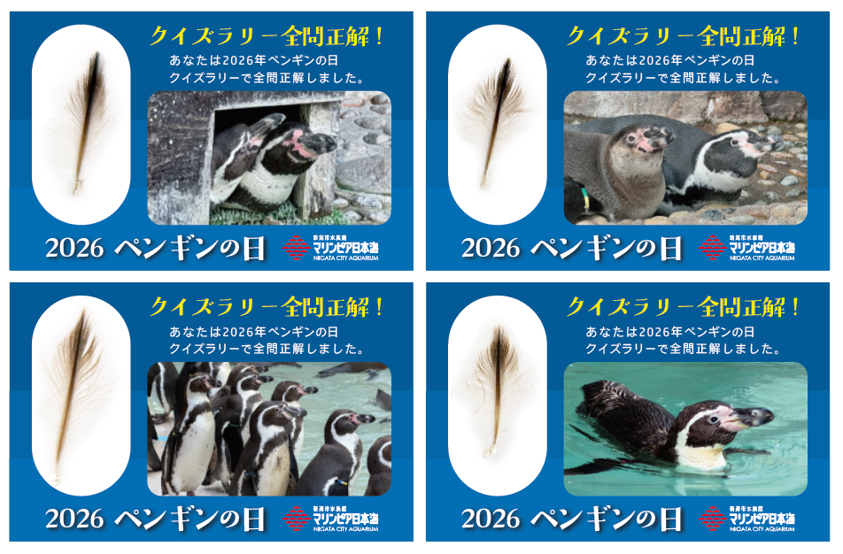 ペンギンの日 4/25～5/22 | マリンピア日本海の体験・学習イベント
