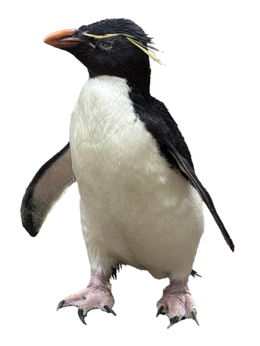 ペンギンの日 4/25～5/22 | マリンピア日本海の体験・学習イベント