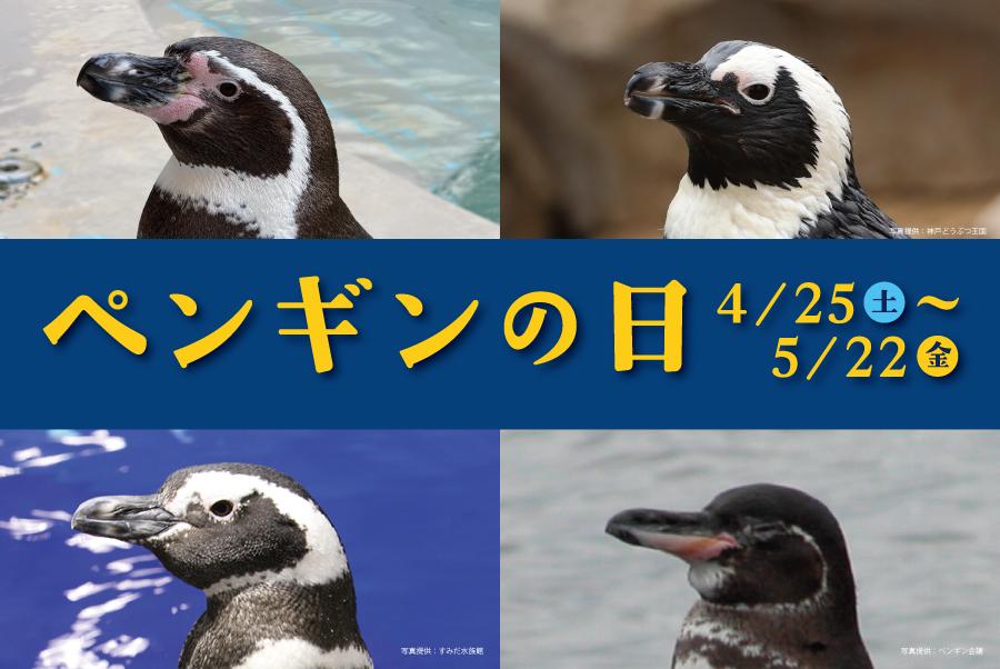 ペンギンの日 4/25～5/22 | マリンピア日本海の体験・学習イベント