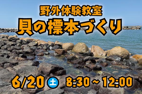 6/9申込〆切 野外体験教室「貝の標本づくり」6/20(土) | マリンピア