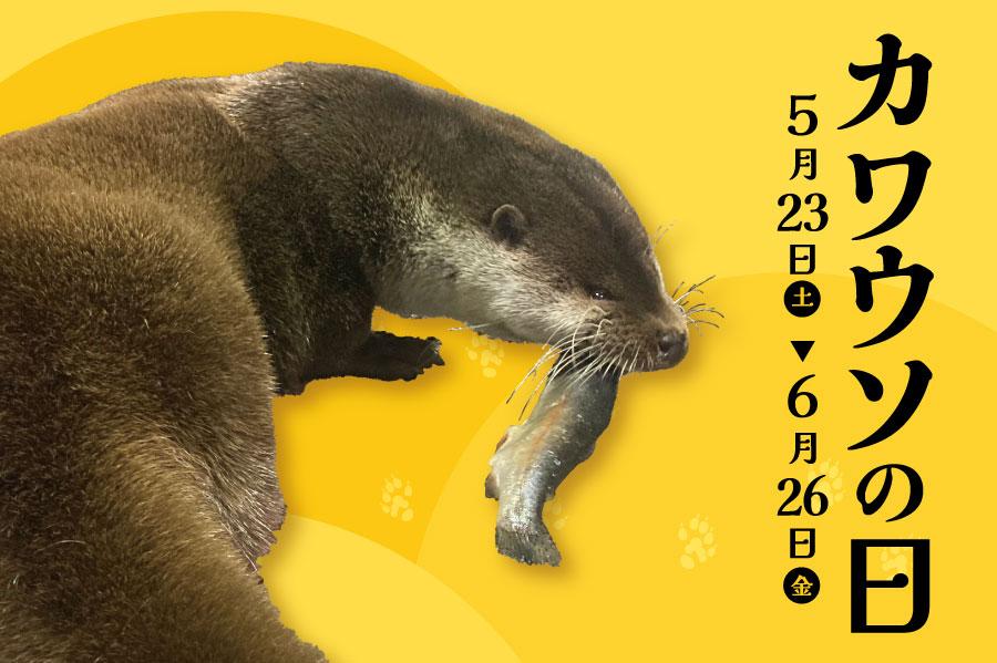 カワウソの日 5/23～6/26 | マリンピア日本海の体験・学習イベント