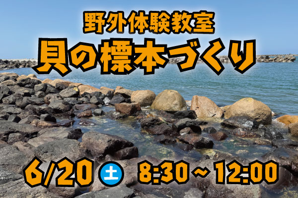 6/9申込〆切 野外体験教室「貝の標本づくり」6/20(土) | マリンピア