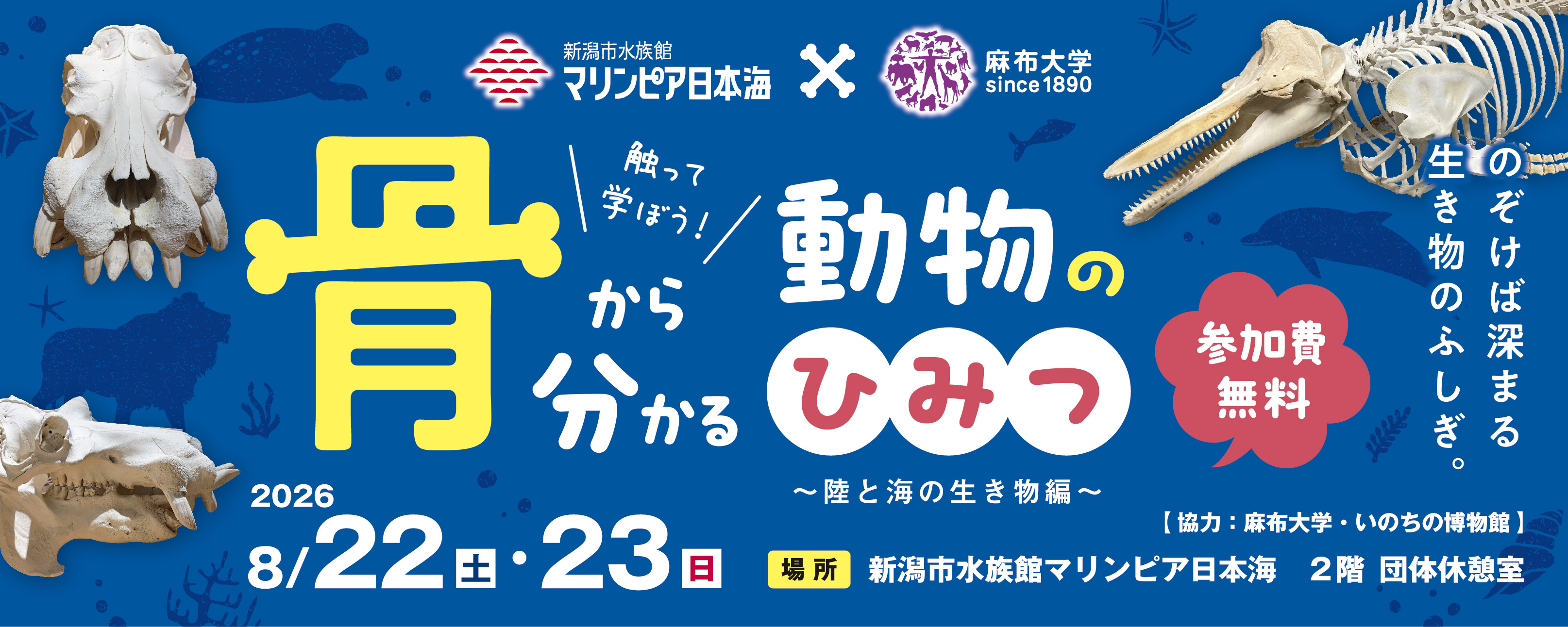 触って学ぼう！骨から分かる動物のひみつ（8/22,23） | マリンピア日本