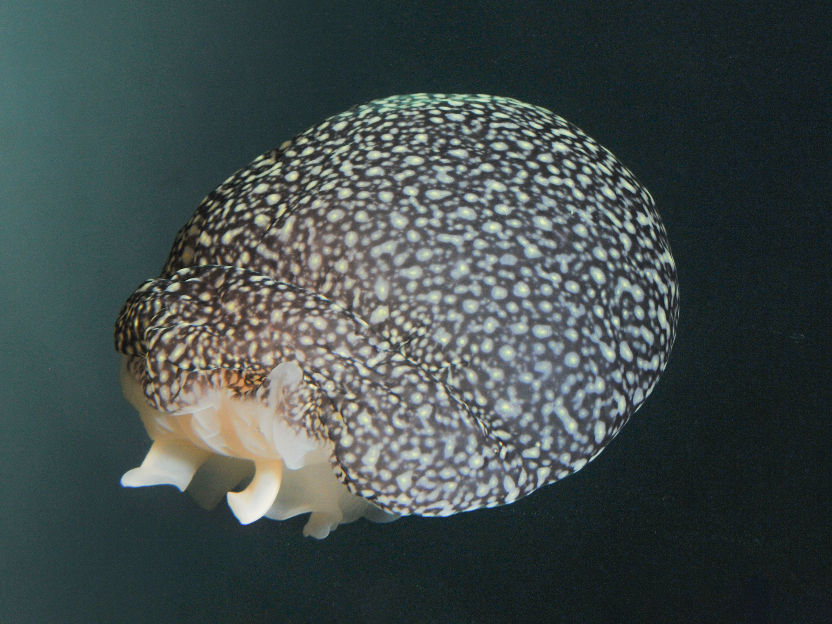 サラサベッコウタマガイ | 無脊椎動物 | 生物図鑑 | 新潟市