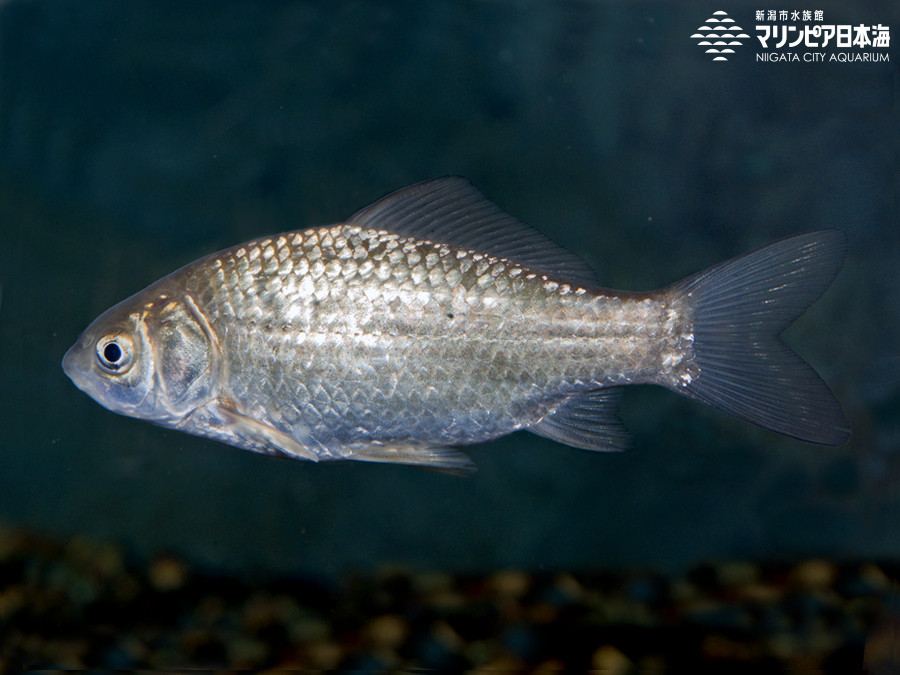 ギンブナ | 魚類 | 生物図鑑 | 新潟市水族館 マリンピア日本海