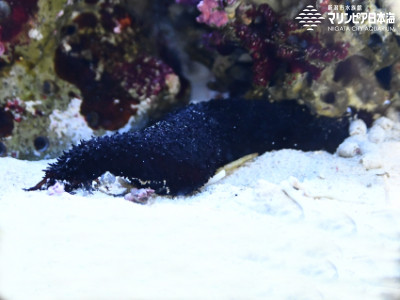 クロナマコ | 無脊椎動物 | 生物図鑑 | 新潟市水族館 マリンピア日本海