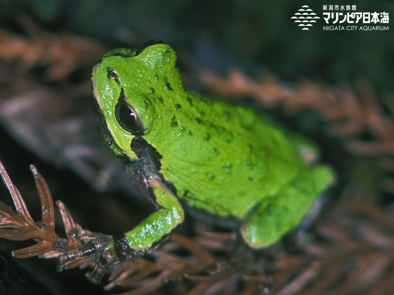 ヒガシニホンアマガエル | 両生類 | 生物図鑑 | 新潟市水族館 マリンピア日本海
