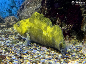 アイナメ | 魚類 | 生物図鑑 | 新潟市水族館 マリンピア日本海