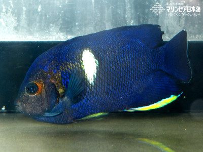 アブラヤッコ | 魚類 | 生物図鑑 | 新潟市水族館 マリンピア日本海