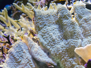 ウスコモンサンゴ | 無脊椎動物 | 生物図鑑 | 新潟市水族館 マリンピア