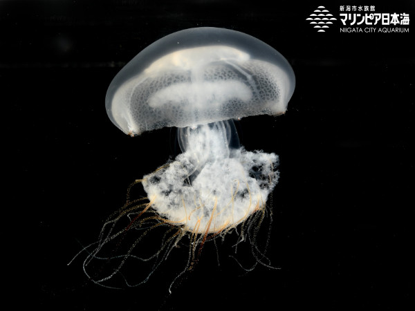 クラゲ エチゼンクラゲ | 無脊椎動物 | 生物図鑑 | 新潟市水族館 マリンピア日本海
