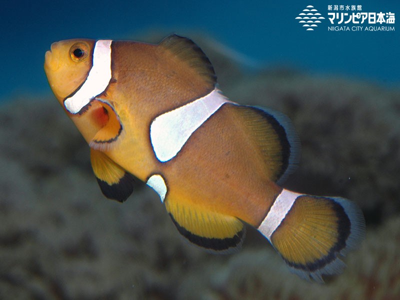 カクレクマノミ | 魚類 | 生物図鑑 | 新潟市水族館 マリンピア日本海