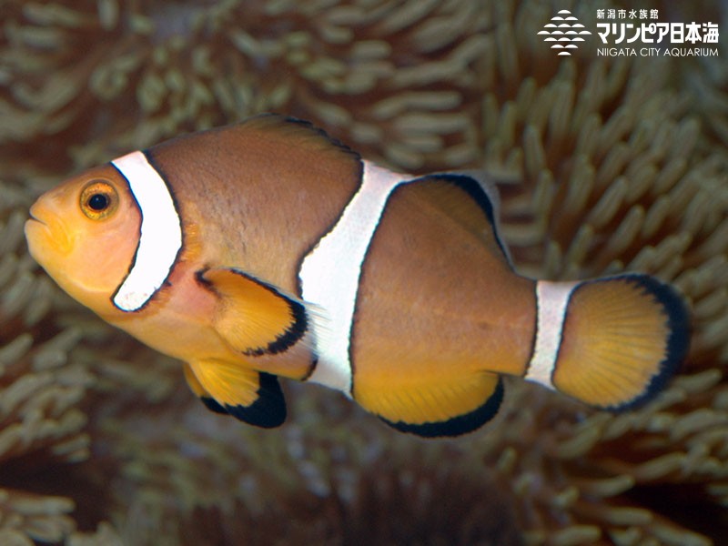 カクレクマノミ | 魚類 | 生物図鑑 | 新潟市水族館 マリンピア日本海