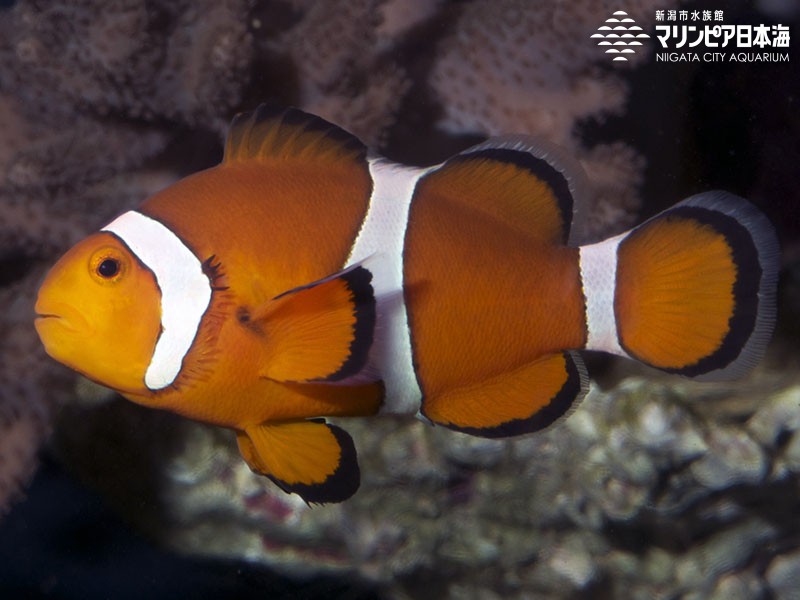 カクレクマノミ | 魚類 | 生物図鑑 | 新潟市水族館 マリンピア日本海