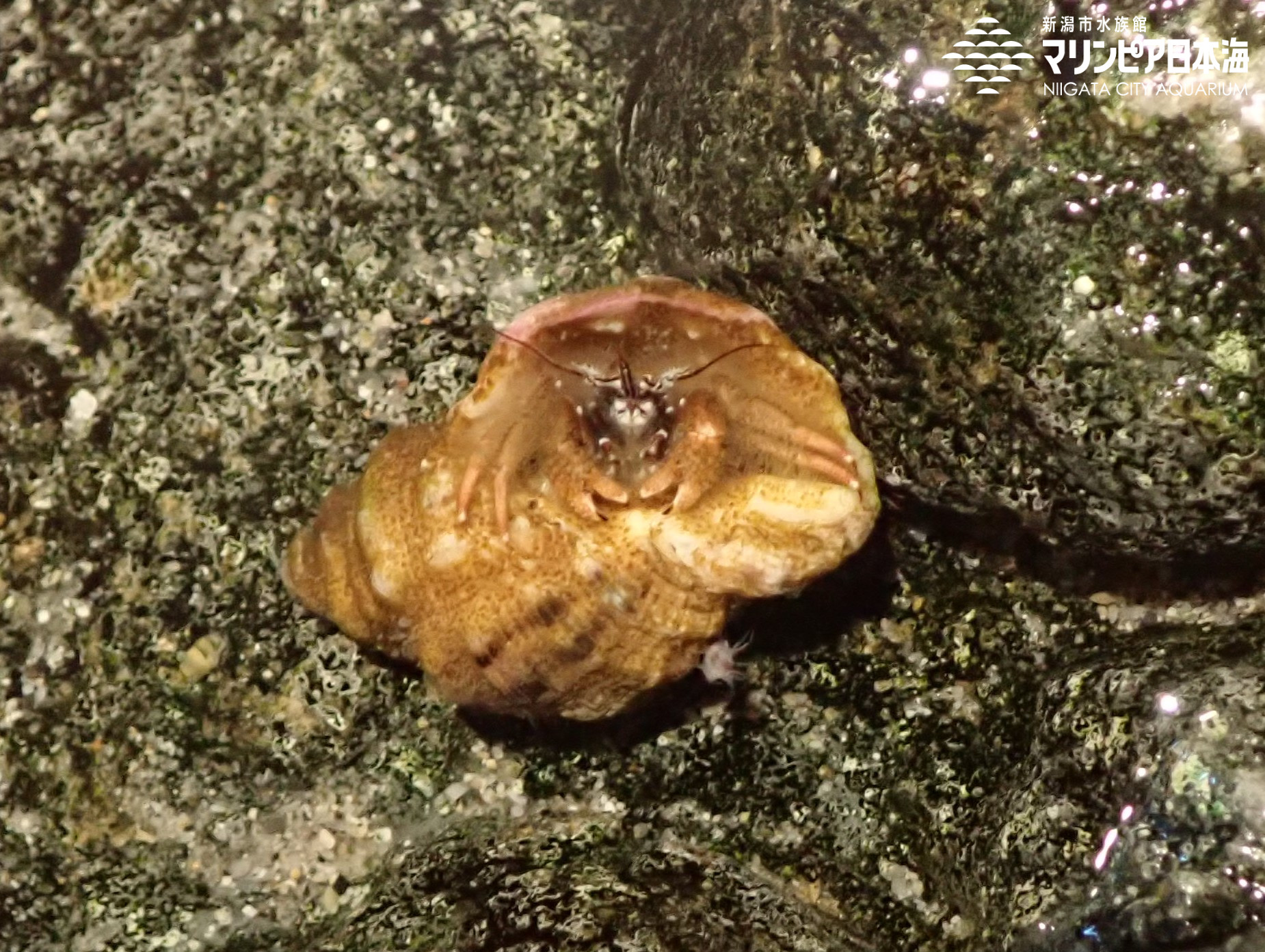 ケブカヒメヨコバサミ | 無脊椎動物 | 生物図鑑 | 新潟市水族館