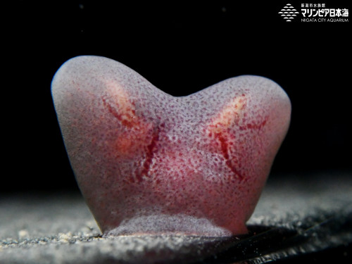 コトクラゲ | 無脊椎動物 | 生物図鑑 | 新潟市水族館 マリンピア日本海