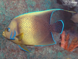 魚壁飾り　サザナミヤッコ成魚［額装］ サザナミヤッコ L: UFC店長ブログ