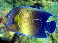 サザナミヤッコ | 魚類 | 生物図鑑 | 新潟市水族館 マリンピア日本海