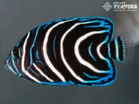 ヤッコ様　 ① サザナミヤッコ | 魚類 | 生物図鑑 | 新潟市水族館 マリンピア日本海