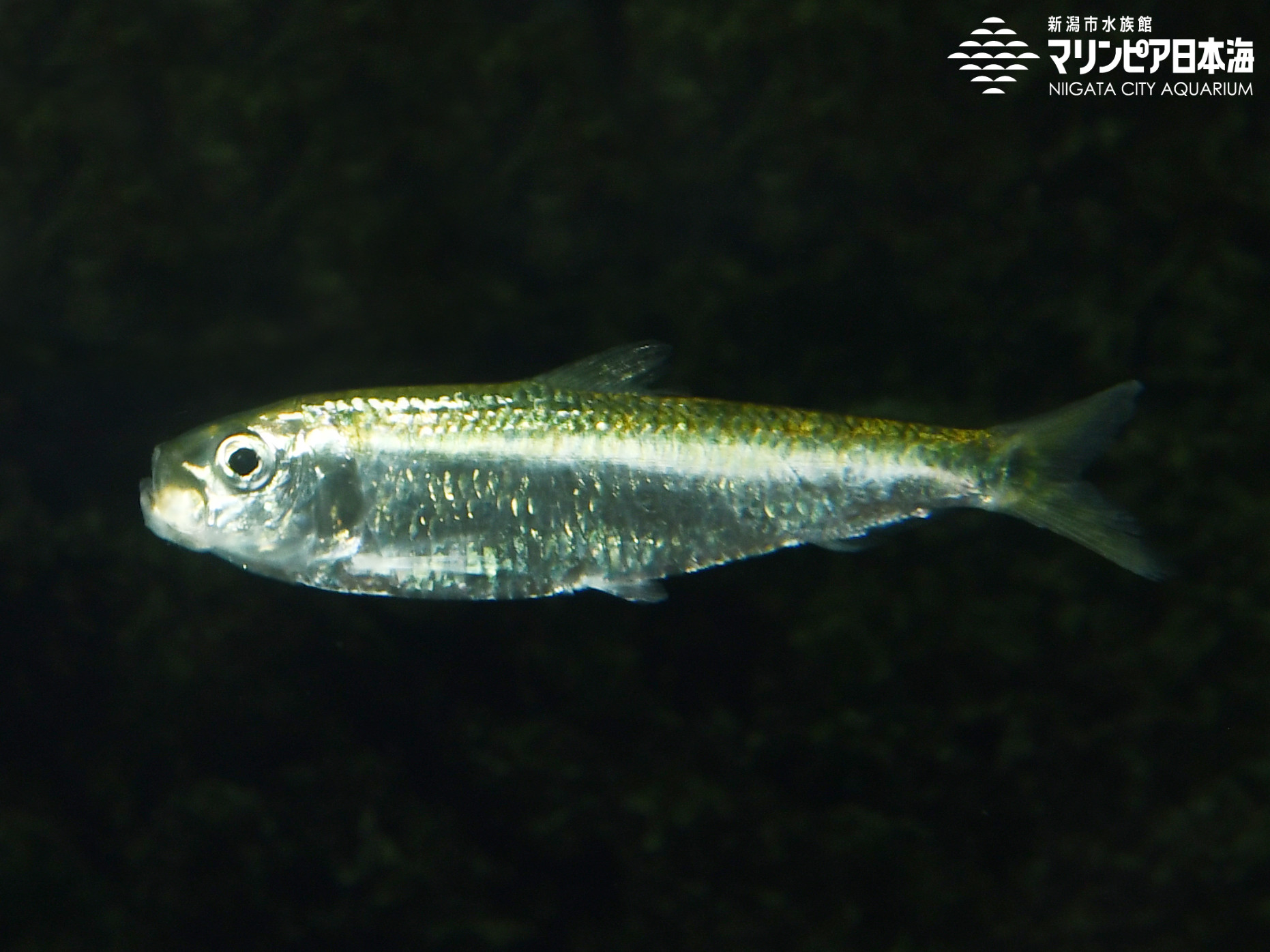 サッパ | 魚類 | 生物図鑑 | 新潟市水族館 マリンピア日本海