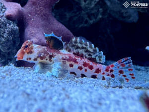 スターリードラゴネット | 魚類 | 生物図鑑 | 新潟市水族館 マリンピア