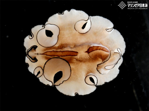 ニセツノヒラムシ科の一種 | 無脊椎動物 | 生物図鑑 | 新潟市水族館