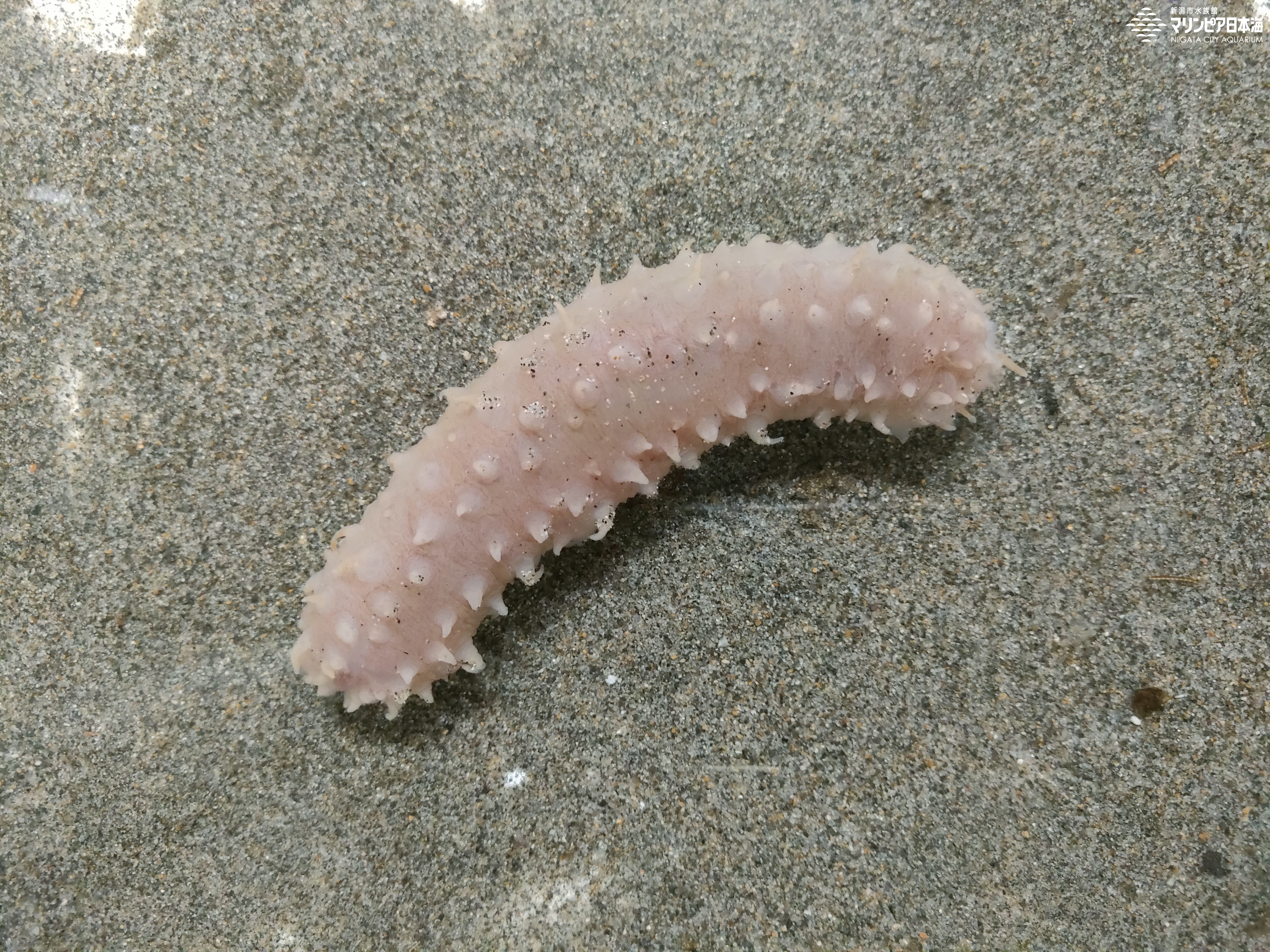 海出品 活き〆冷凍車海老600g（冷凍でお届け） | 株式会社ミネックス ｜車海老