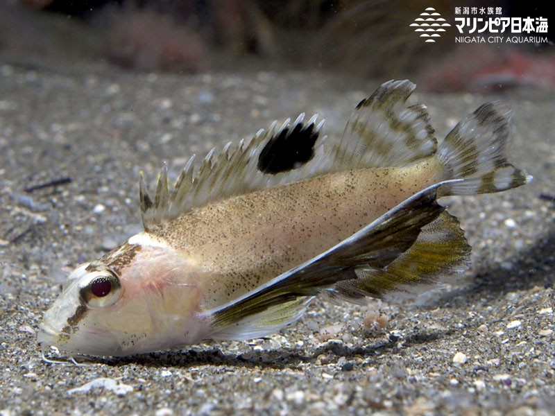 ハチ | 魚類 | 生物図鑑 | 新潟市水族館 マリンピア日本海