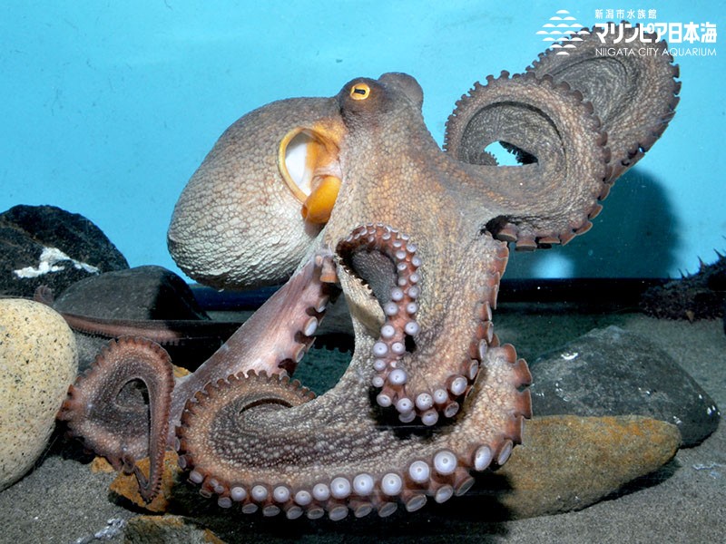 マダコ | 無脊椎動物 | 生物図鑑 | 新潟市水族館 マリンピア日本海