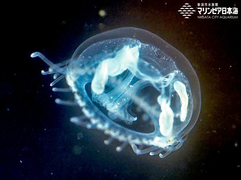 マミズクラゲ | 無脊椎動物 | 生物図鑑 | 新潟市水族館 マリンピア日本海