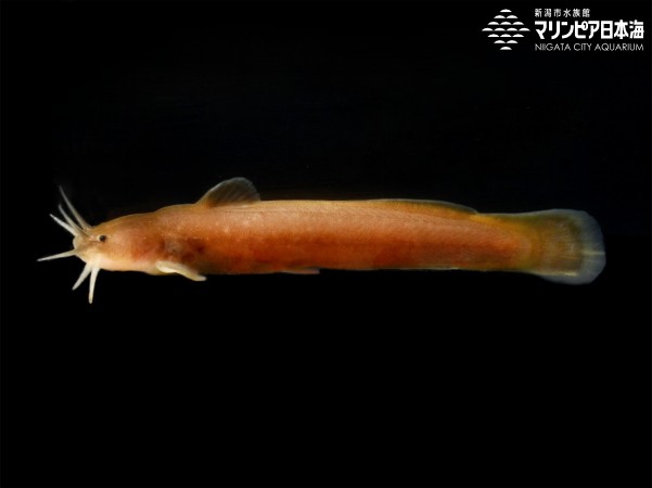 アカザ | 魚類 | 生物図鑑 | 新潟市水族館 マリンピア日本海